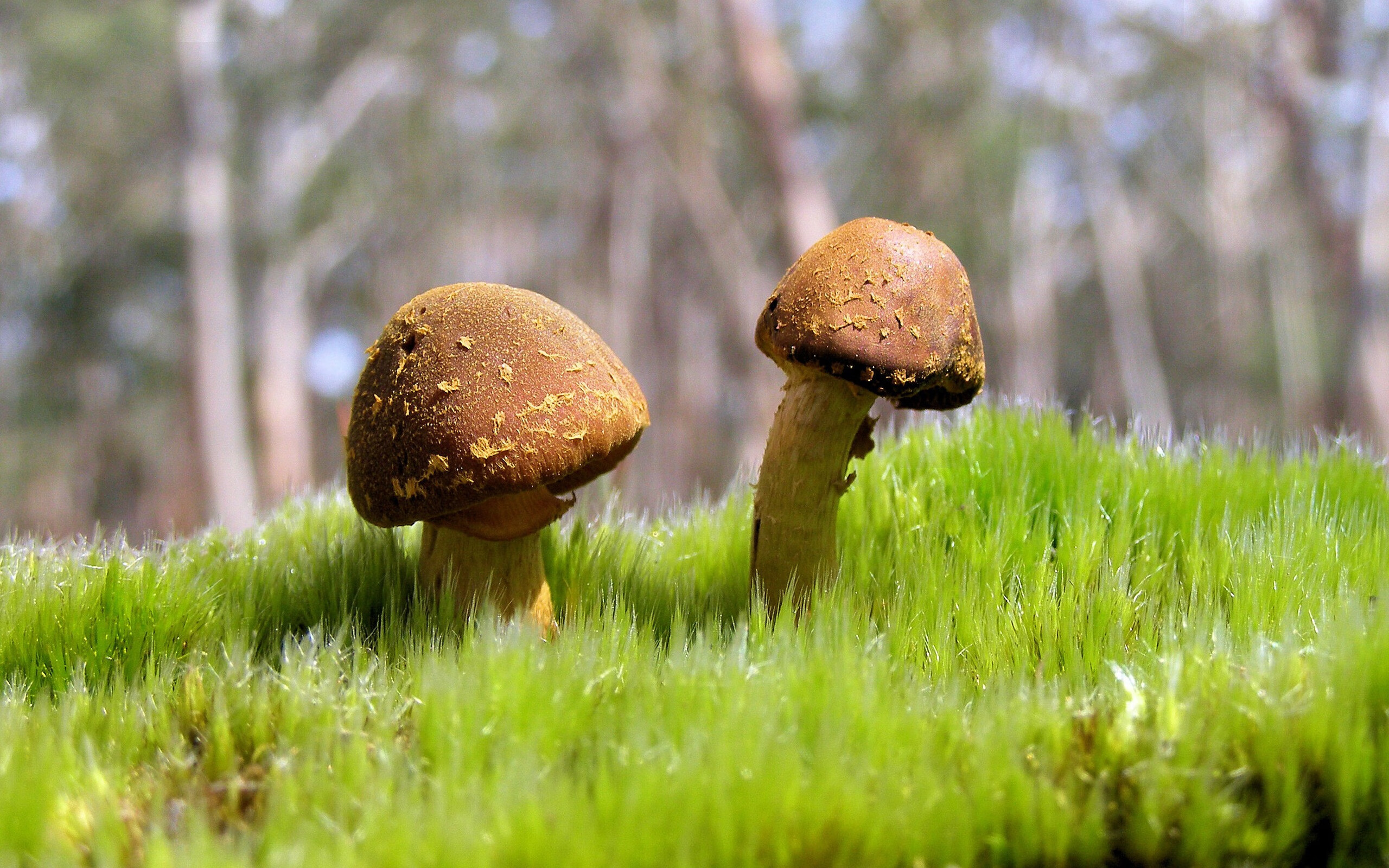 红土之心燃动伦敦，纳达尔的终极制胜，跨越蒙特卡洛与总决赛的传奇一胜