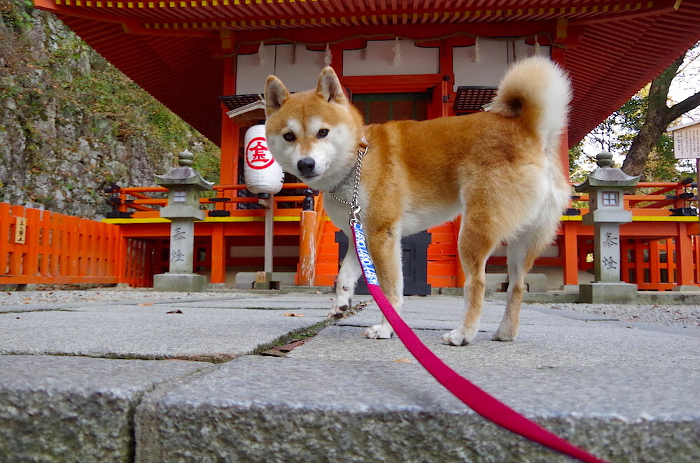 大洋彼岸的逆袭，东方灯塔乔治照亮斯台普斯