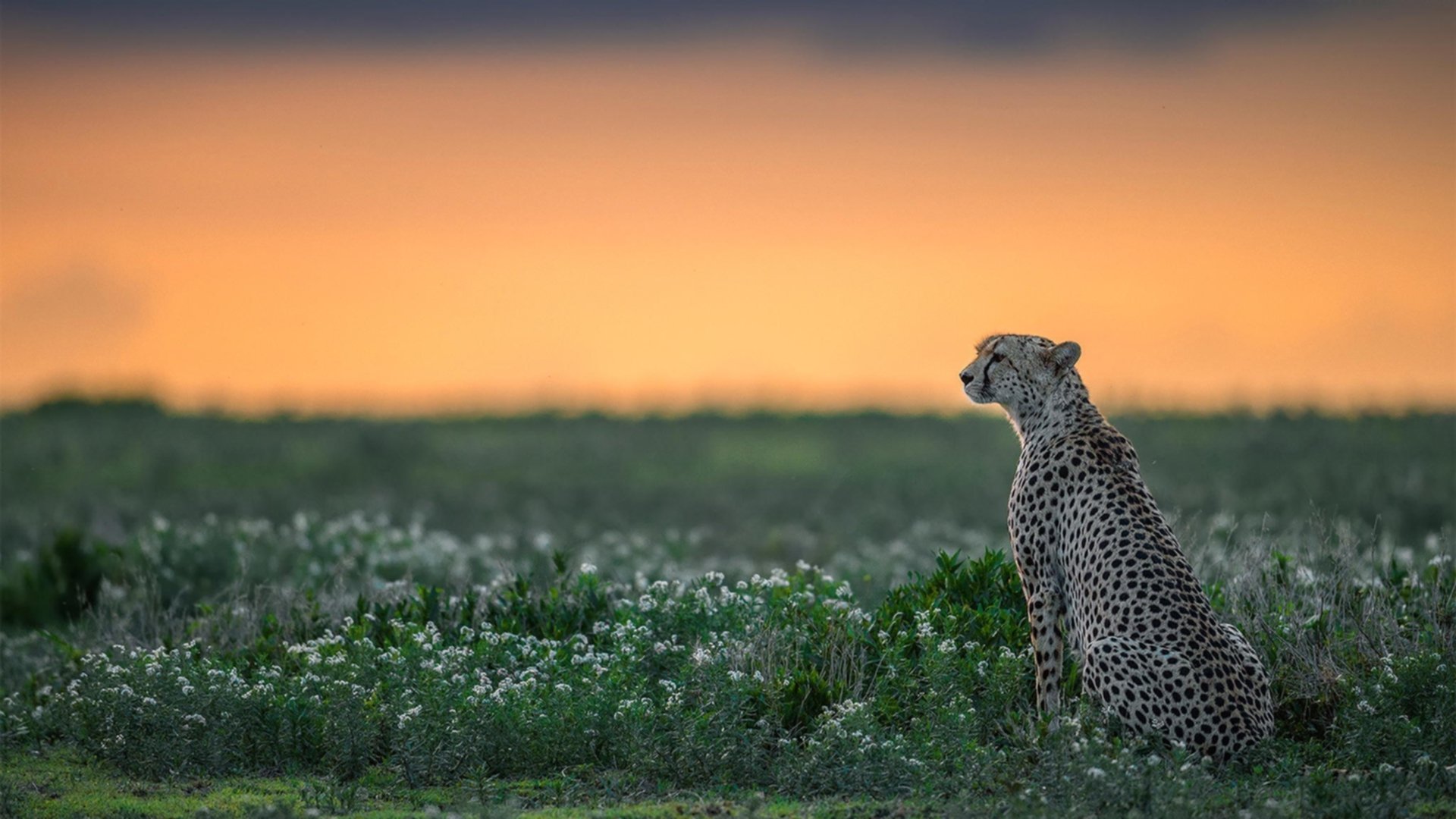 开云体育官网-从红土鏖战到团体荣耀，德约科维奇的唯一性传奇
