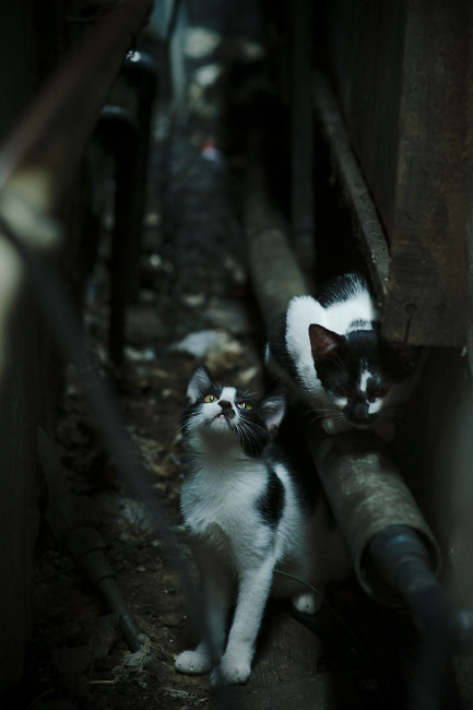 黑翼逆袭，雷诺策略漩涡中汉密尔顿的惊世一役