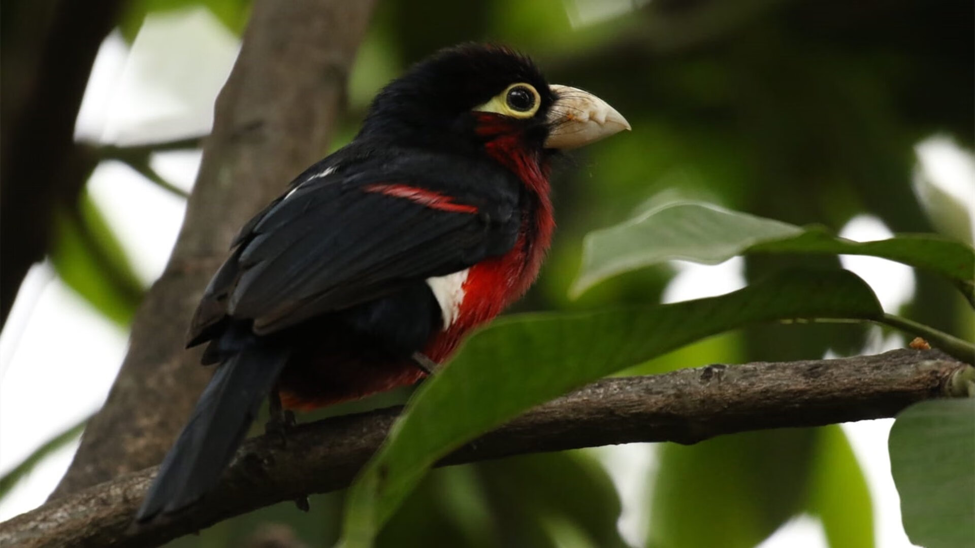 开云体育在线-当团体荣耀超越个人桂冠，西西帕斯与联合杯如何重新定义网球价值