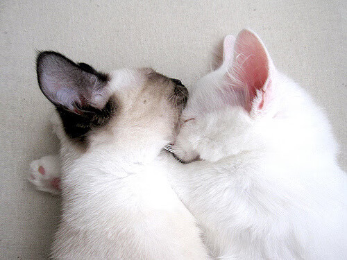 开云体育app-奇才压哨突围！西亚卡姆致命一击葬送广厦