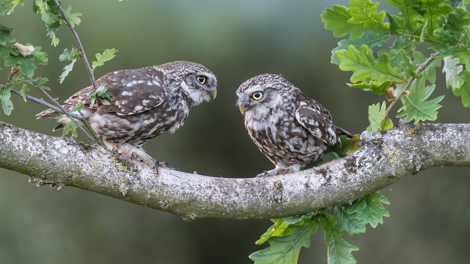 乔治的最后一枪,广东队决胜时刻带走活塞