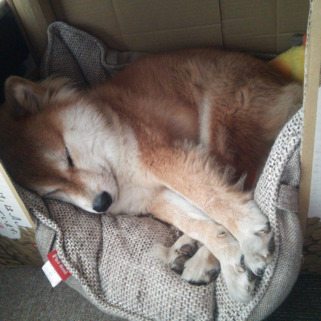 双星闪耀，唯一传奇，广东队晋级与西亚卡姆欧冠封神之战