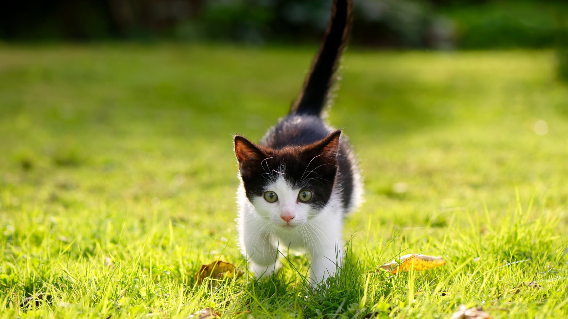 逆转的密码，从克罗地亚的团队韧性到阿克的个人英雄主义