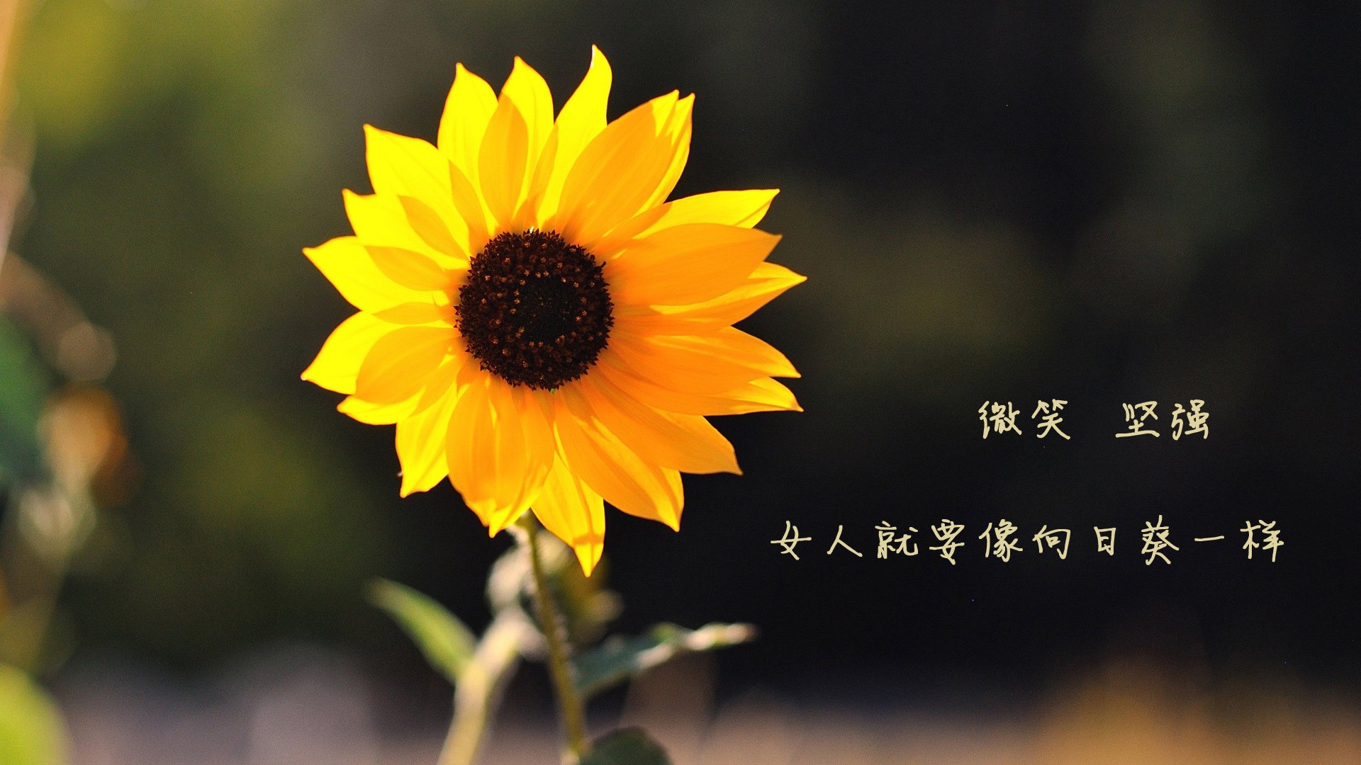 铁闸与利刃，当葡萄牙血脉注入国家德比，卡瓦哈尔关键战从不手软