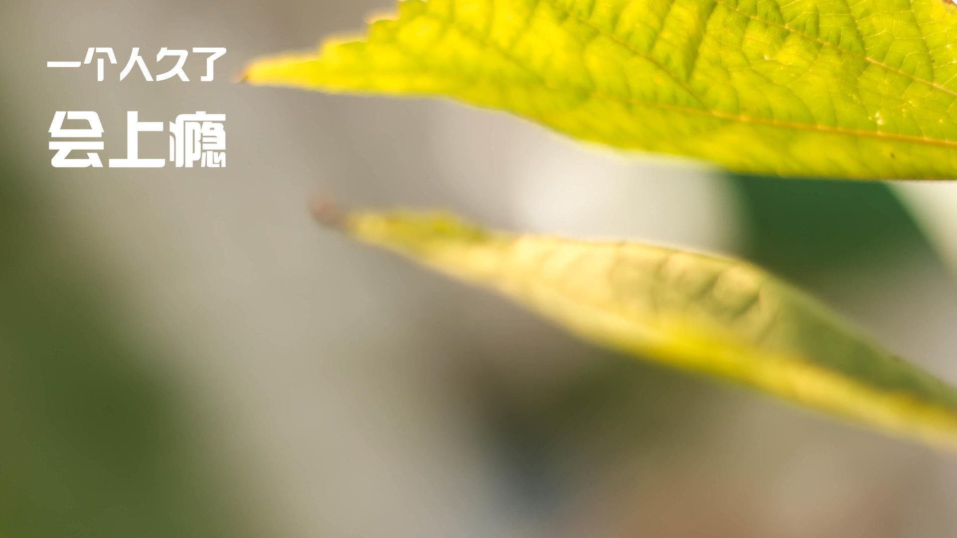 当吉林东北虎遇见达拉斯独行侠，一场不存在的比赛，与绝对真实的英雄主义