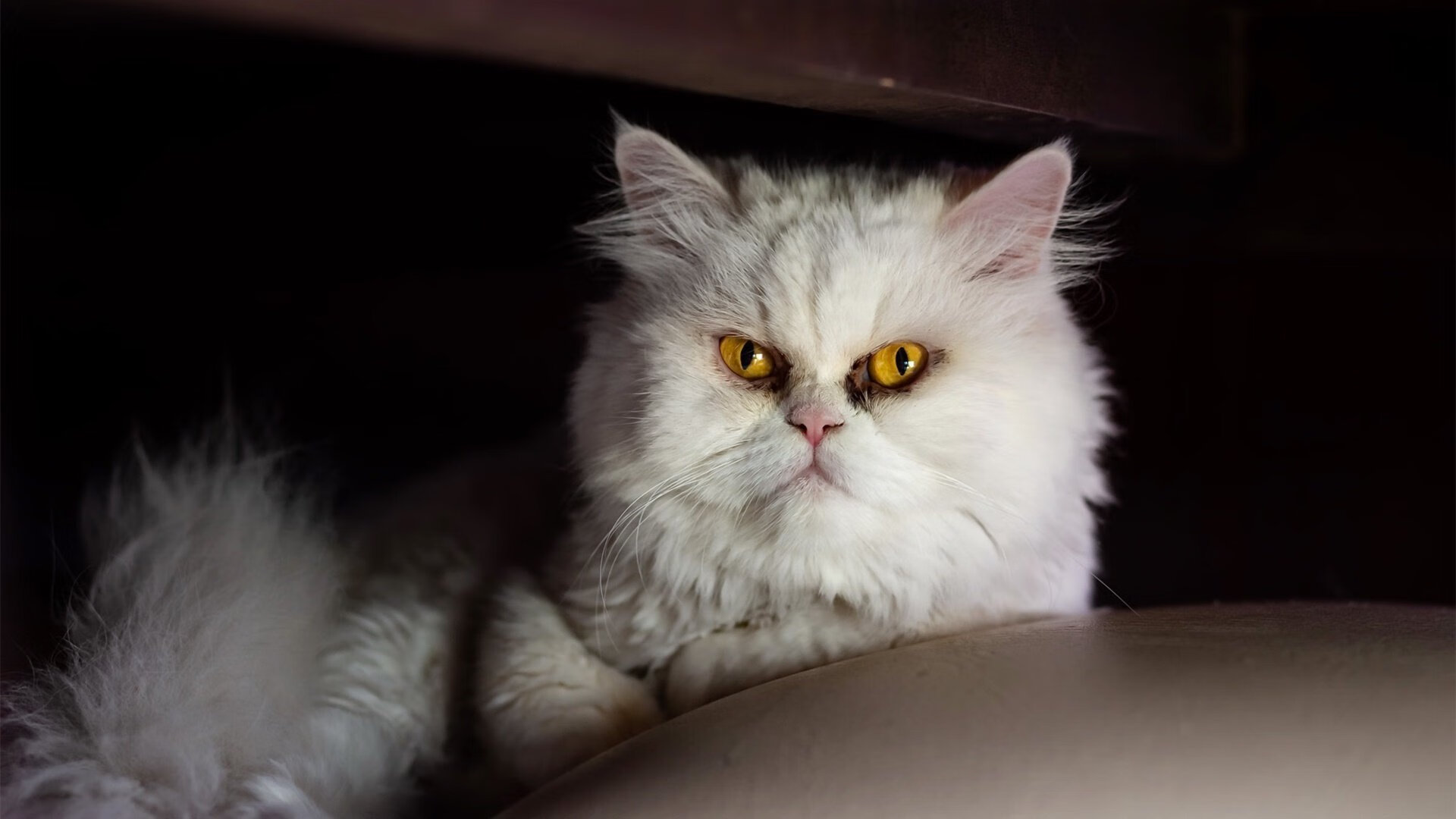 引力中心，恩比德如何肢解抢七之夜的防守