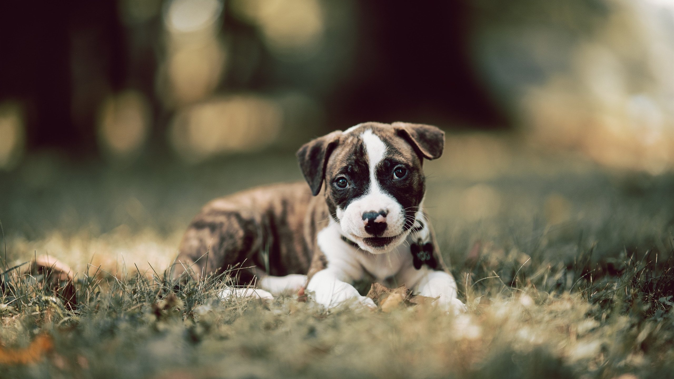 开云体育APP下载-跨越重洋的篮球艺术，鹈鹕的险胜与米切尔的接管，一场镜像般的胜利哲学