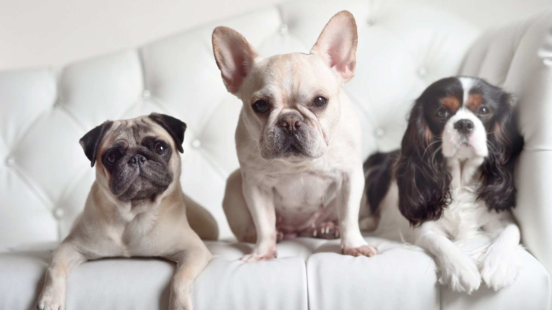 压力下的双重绽放，西亚卡姆的爆发秀与浙江队的铁血击溃