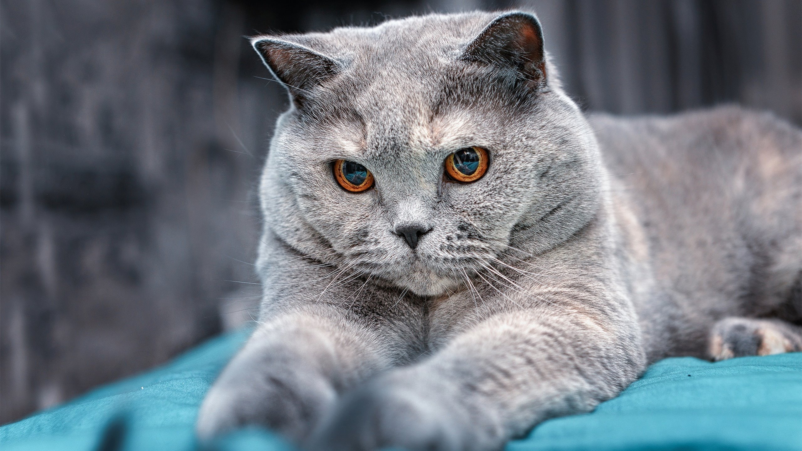 开云体育入口-防守的哲学，当德里赫特成为破坏即创造的艺术大师