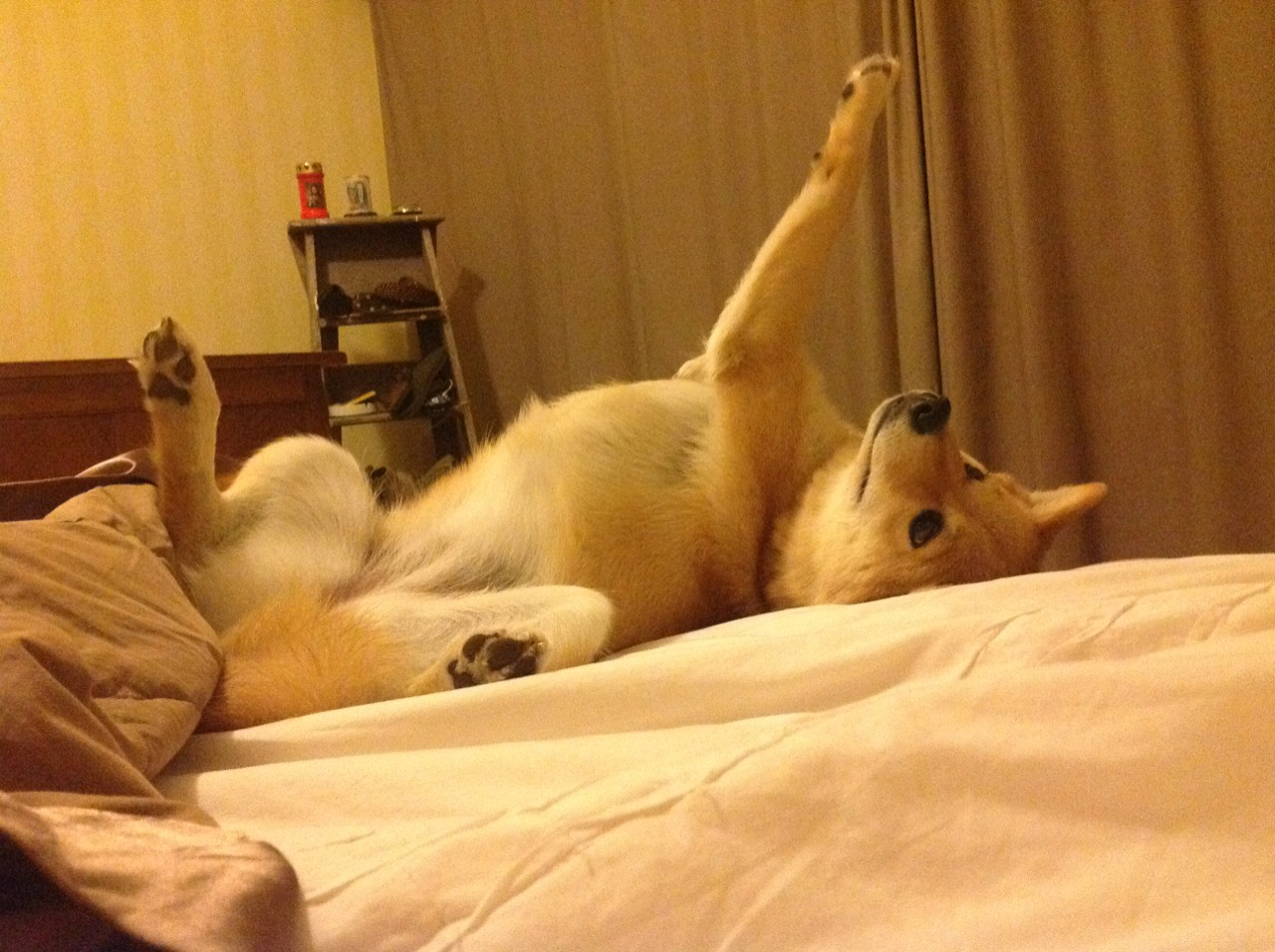 提前终结悬念！国王与勇士彻底决裂，新王班凯罗扛起整个奥兰多